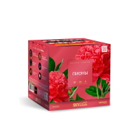 Пионы Салют купить в Калининграде | kaliningrad.salutsklad.ru