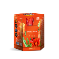 Тюльпаны Салют купить в Калининграде | kaliningrad.salutsklad.ru
